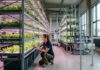Vertical Farming w Polsce – Dlaczego pionowe farmy są odporne na ceny ropy?